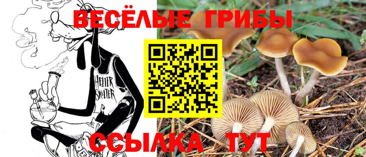 Вольск  Псилоцибиновые грибы прущие грибы  Вход с VPN  Галлюциногенные грибы GOLDEN TEACHER 